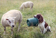 Il vero cane pastore (7 img) (sheepdog )