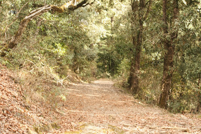 Track to Bhalu Dam 2