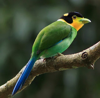 Burung madi injap atau yang dalam bahasa Inggrisnya dikenal dengan nama Long-tailed broadbill (Psarisomus dalhousiae) ini adalah spesies burung madi dalam keluarga Eurylaimidae