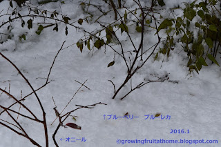 冬の鉢植えブルーベリー ブルーレカ