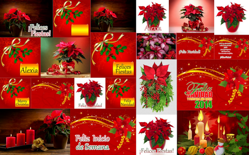 Postales con mensajes de Navidad en flores Nochebuenas rojas