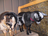 Two Nigerian Dwarf Goats looking the same direction