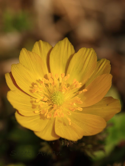 Adonis multiflola