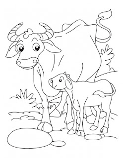 Buffalo Coloring Pages