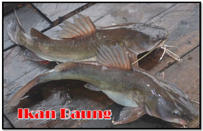 Ikan Baung