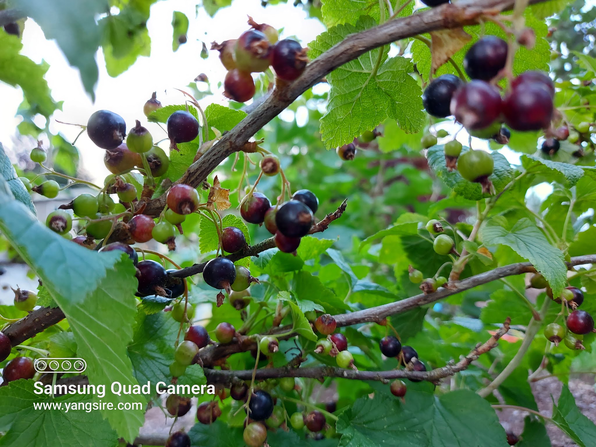 Front yard fruit plant