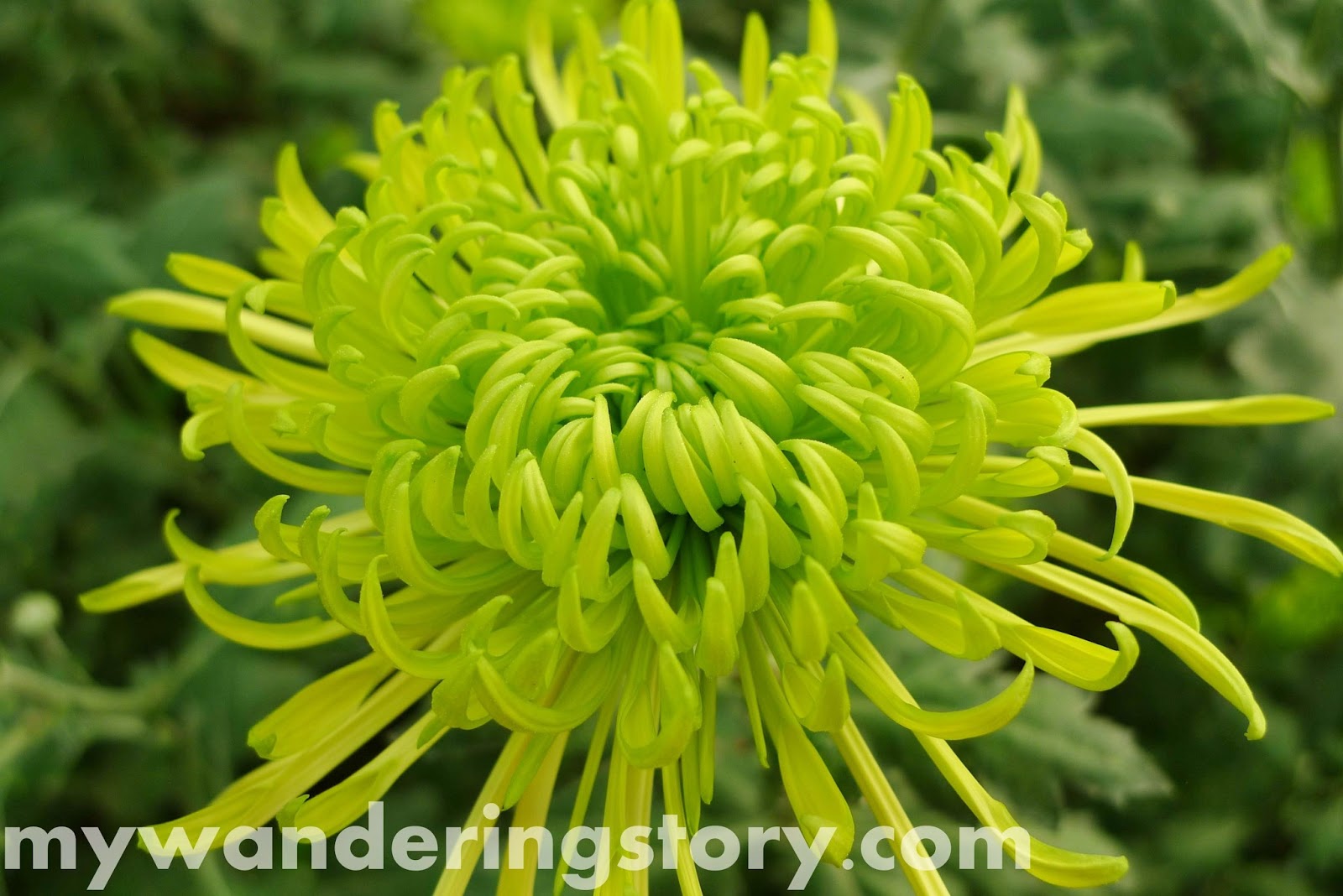 Chrysanthemums Story The Wanderer39;s Journal: Chrysanthemums and A Mini 