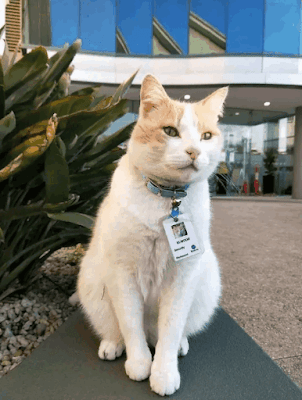 This Cat Was Appointed to Be a Security Officer