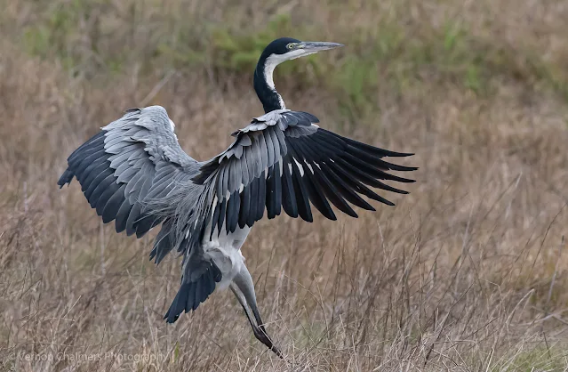 Black-Head Heron in flight Table Bay Nature Reserve Woodbridge Island, Milnerton