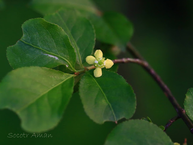 Euonymus alatus