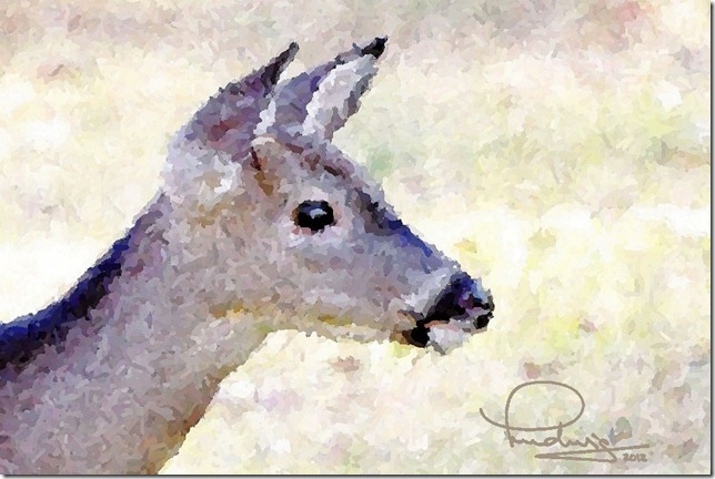 Young Deer