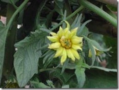 clip_image012