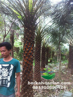 Jual pohon copernis alba