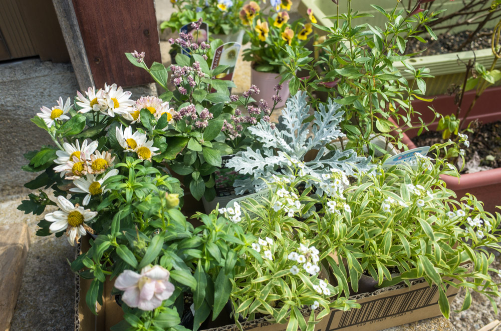 ビオラなど挿し芽 花と くらしと それ以外したくない