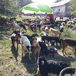 Este chico acoge cachorros que nadie quiere y dirige un refugio con 750 perros