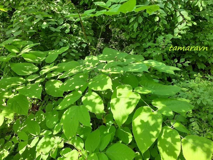 Аралия материковая / Аралия континентальная (Aralia continentalis)