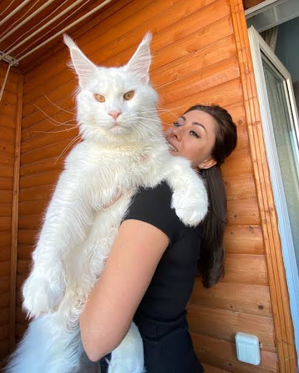 Maine coon cat is the biggest house cat breed in the world.