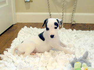 Whippet Puppy Picture