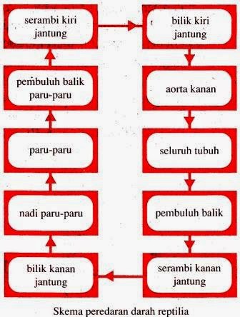 Sistem Peredaran  Darah  pada Hewan  Definisi Pengertian 