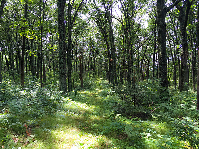 Ice Age Trail Greenwood Segment