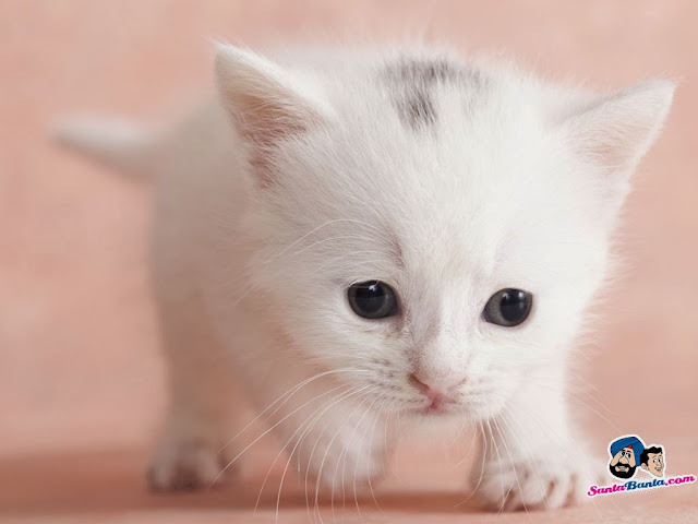 Cute Cats HD Wallpaper Free