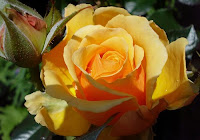 Trandafir floribunda Amber queen