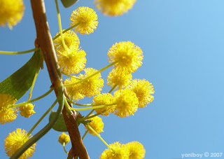 wattle sky