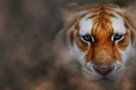 البوم الصور الكامل ..  اجمل النمور .. حيوان جميل رغم قوتة