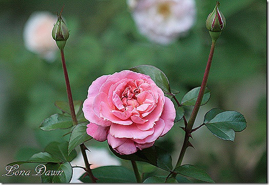 Flamingo2_Rose_Aug