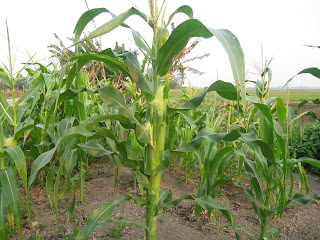  KEBUN  D CYBER POKOK JAGUNG 