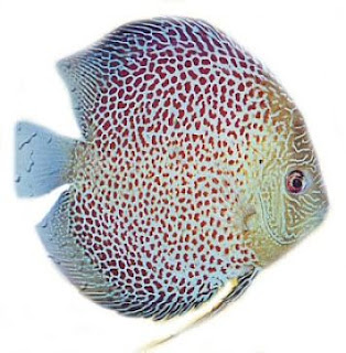 Ikan Discus dan Jenis Ikan Discus Termahal