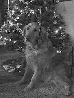 Scout with antlers in front of our Christmas tree