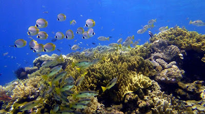 keindahan bawah laut pantai padangbai bali