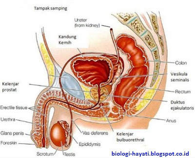 Sistem dan Alat Reproduksi pada Pria