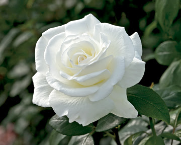 Sugar Moon rose 