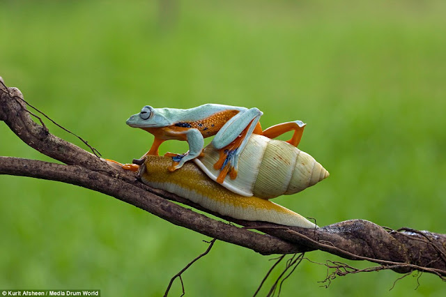 Lucu : Katak Jawa yang Pemalas dan Siput Jadi Taksinya