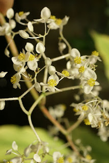 Bégonia réniforme - Begonia reniformis - Begonia vitifolia