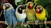 #11 Parakeet Wallpaper