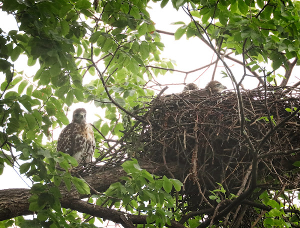 Someone is outside the nest!