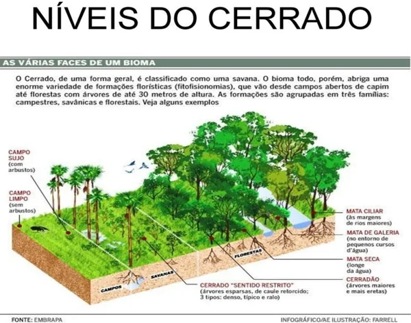 Níveis do Cerrado