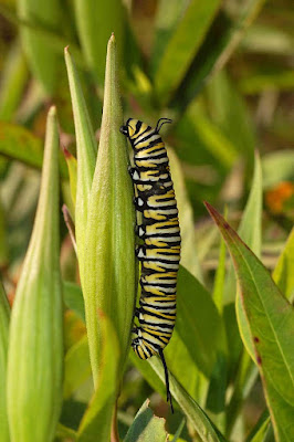 Ulat kupu-kupu monarch (Danaus plexippus)