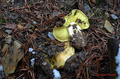 Foto Tricholoma Equestre o Seta de los Caballeros