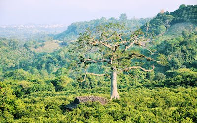 Arbol de los deseos en Atehuetzin, San José Acateno, Puebla, México. - Whishes Tree