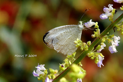 Psyche Butterfly