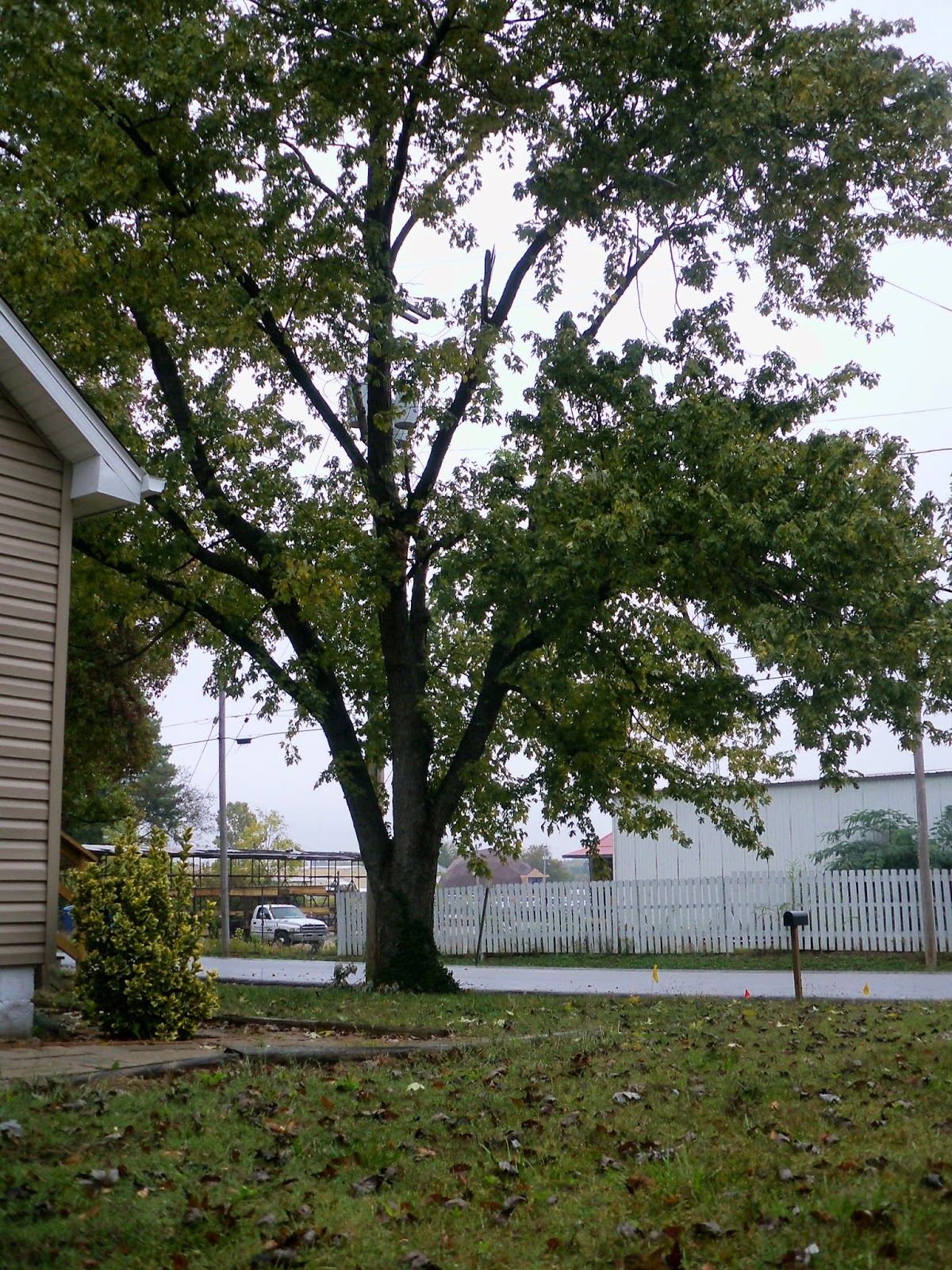A Tree