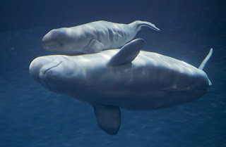   beluga wal, beluga whale facts, beluga whale species, beluga whale size, beluga whales, beluga whale predators, where do beluga whales live, beluga whale habitat, beluga whale scientific name