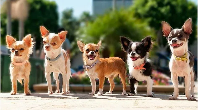 Chihuahua Köpek Irkı