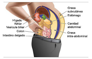 Cual es el riesgo de la grasa abdominal. Peligros de tener grasa abdominal. Vivir saludablemente. Grasa localizada. Distribución de la grasa corporal.