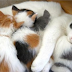 feeding kittens