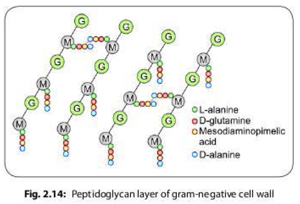 Peptidoglycan layer of gram negative cell wall
